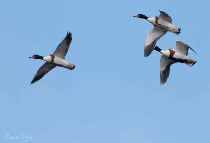 沙河邂逅白琵鹭和翘鼻麻鸭