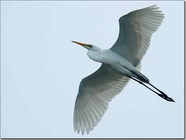 奥体公园观赏大苇莺