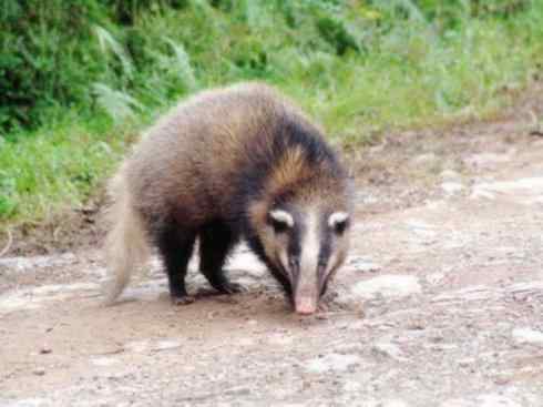 十大喜食蜂蜜动物：蜜獾