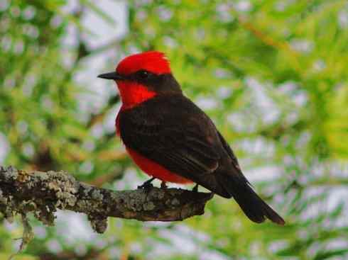 极品红色鸟类：朱红霸鶲
