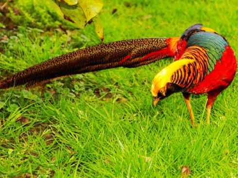 凤凰：传说中的鸟原型探秘（锦鸡）