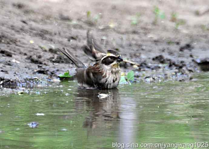 黄眉鹀与白眉鹀