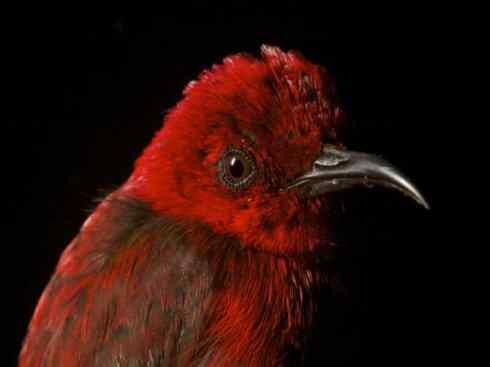 极品红色鸟类：绯红摄蜜鸟