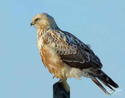 [组图]栖架的毛脚鵟