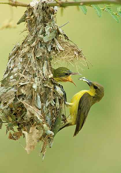 太阳鸟和啄花鸟的袋状悬吊巢