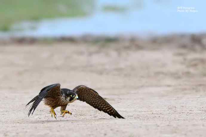 野鸭湖拍摄起飞版游隼