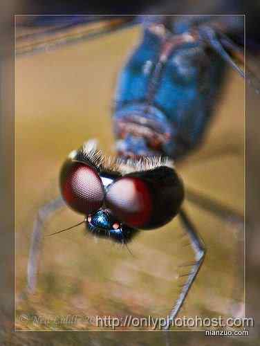 [组图]欣赏动物的眼睛