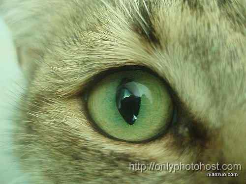 [组图]欣赏动物的眼睛