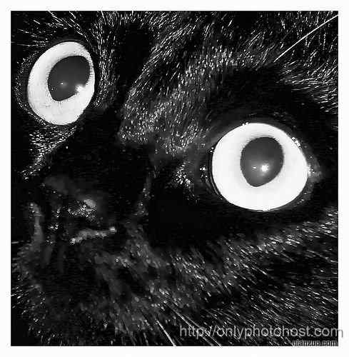 [组图]欣赏动物的眼睛