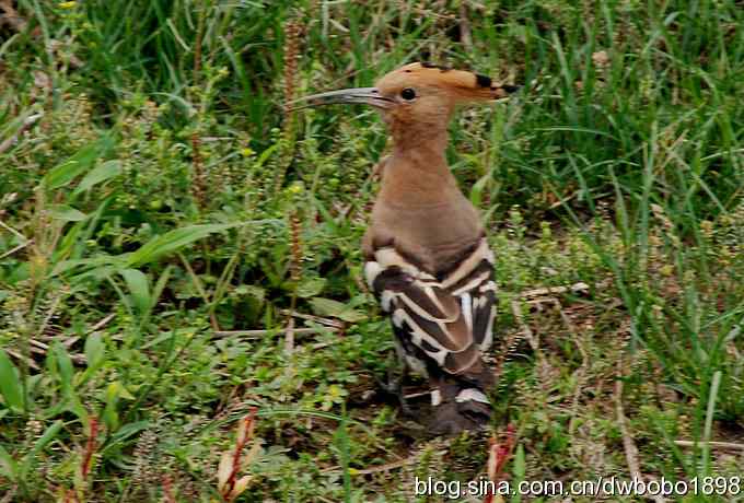 戴胜护驾南海子