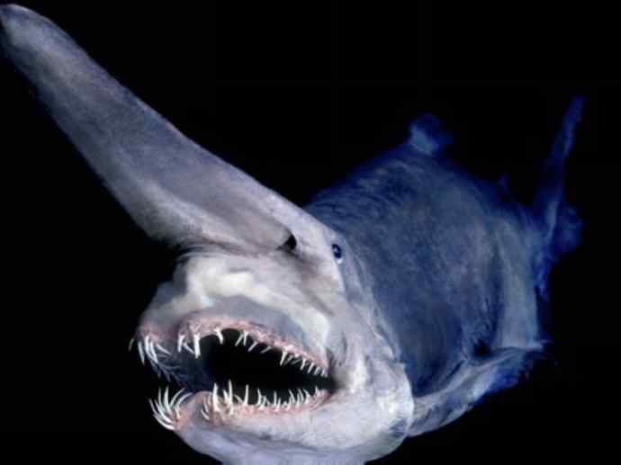 鱼类活化石：魔鬼鲨