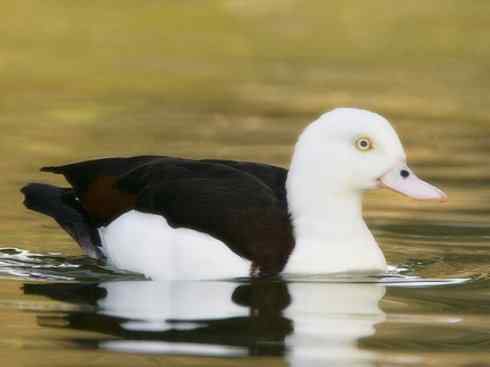 白头鸟系列:另类的美丽9 白头鸟系列:另类的美丽9