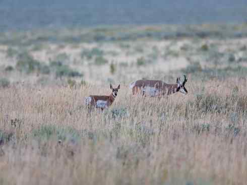 麒麟：传说的兽原型探秘（叉角羚）