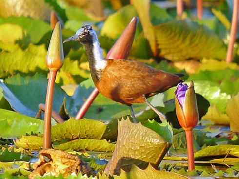奇特的盔：非洲雉鸻