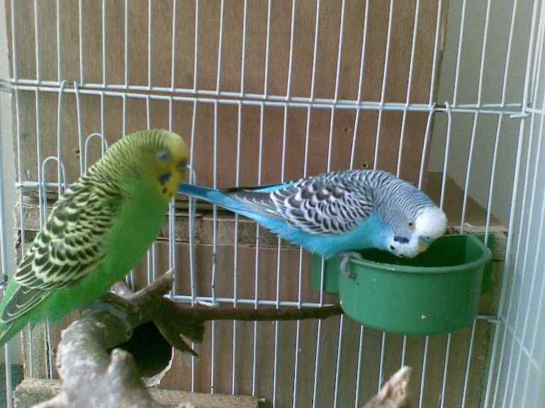 虎皮鹦鹉应该如何选择