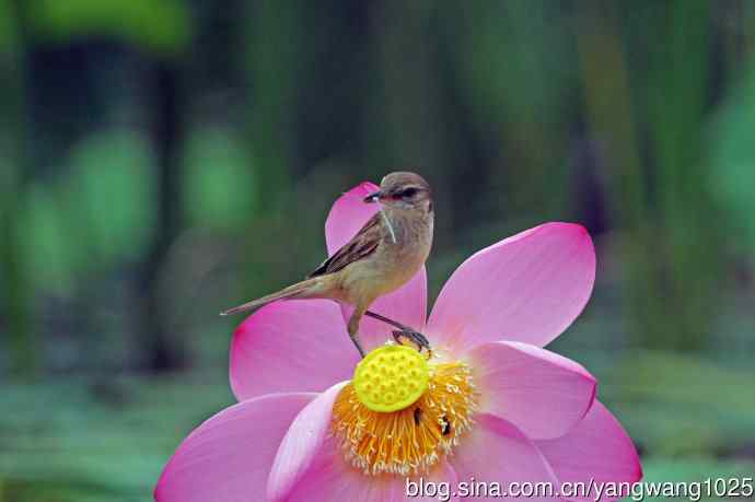 捕捉到豆娘的东方大苇莺