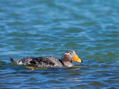白头鸟系列:另类的美丽9 白头鸟系列:另类的美丽9
