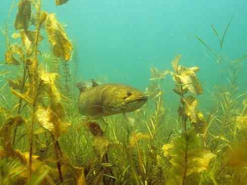 鱼类活化石：弓鳍鱼