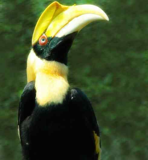 猎奇：奇特的鸟喙之三