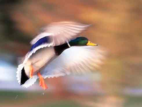 家禽驯化之源之二