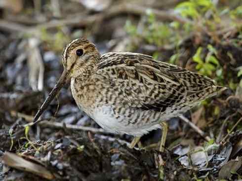 鸟类之最:小丘鹬 鸟类之最:小丘鹬