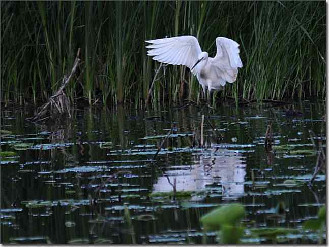  点击图片或使用键盘← →翻页