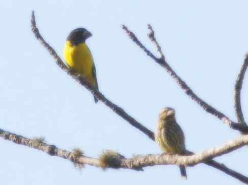 家禽驯化之源之二十二