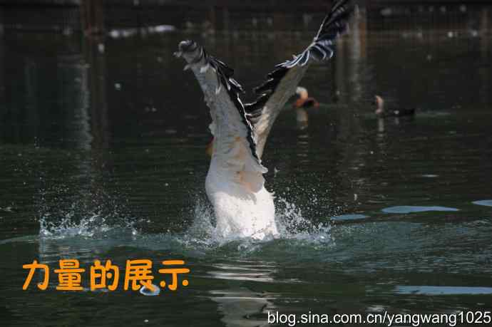 舞（大鹈鹕之舞）