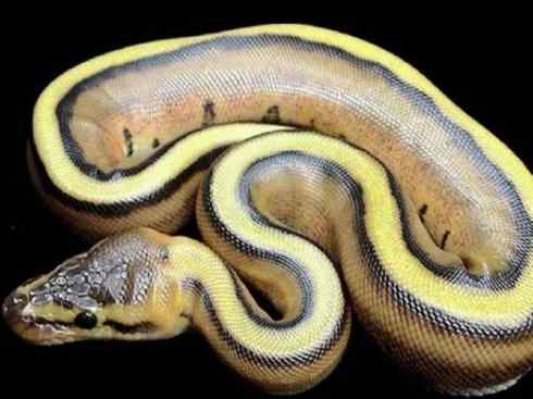 龙：传说的兽原型探秘（蟒蛇类）