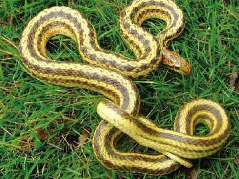 龙：传说的兽原型探秘（水蛇类）