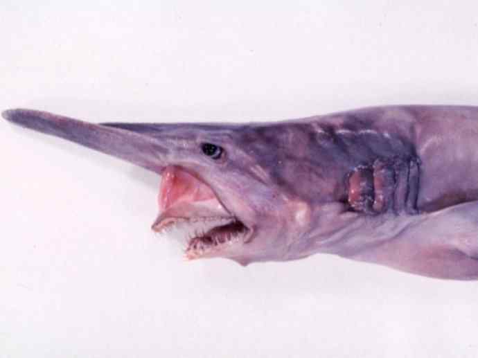 鱼类活化石：魔鬼鲨