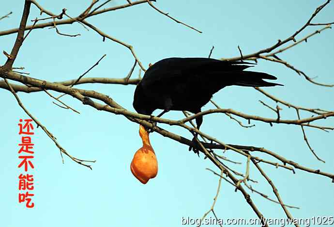 聪明的乌鸦 wbr1 聪明的乌鸦 wbr1