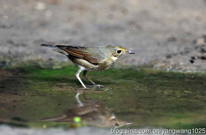 雌性蓝歌鸲（8）
