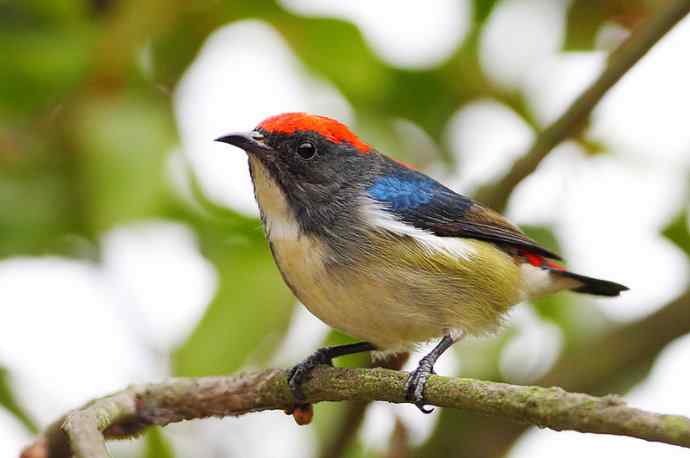 朱背情缘 朱背情缘
