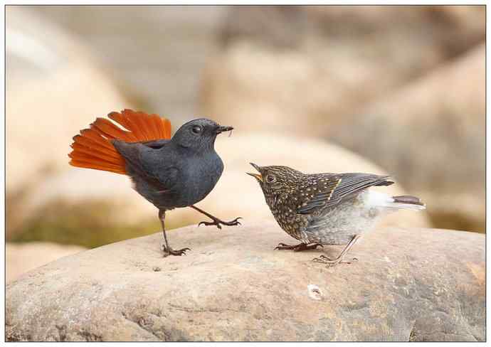 【I wbr'd wbrnever wbrfind wbra wbrlove wbrlike wbrthis】（父爱如山）