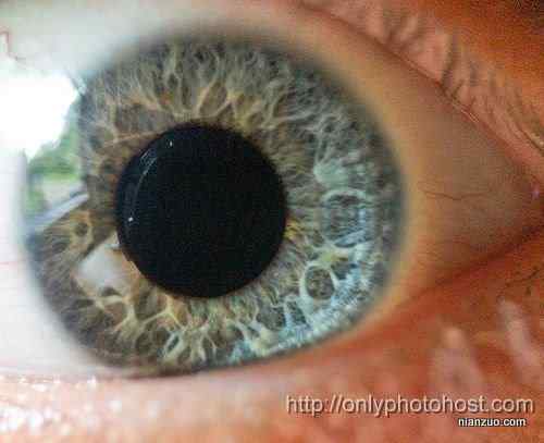 [组图]欣赏动物的眼睛