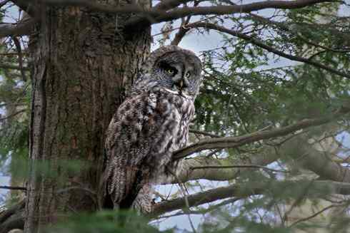[组图]乌鸦驱赶乌林鸮