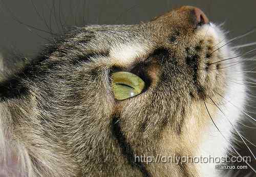 [组图]欣赏动物的眼睛