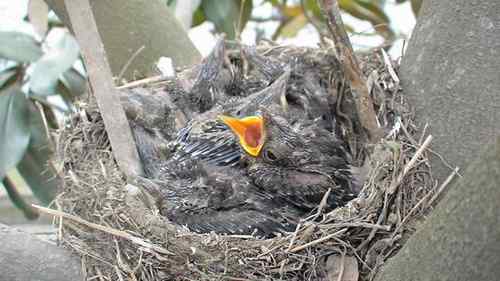 鸟巢幼鸟写真第4辑