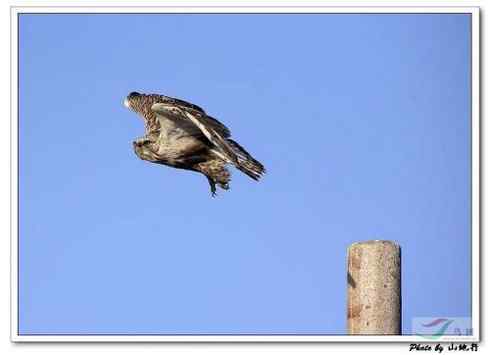 [组图]栖架的毛脚鵟