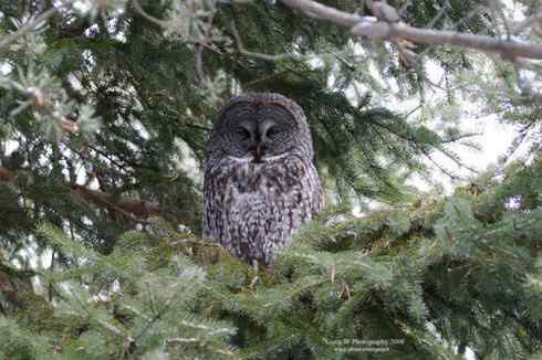 各种猫头鹰的面盘