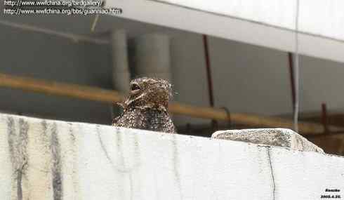 植物园的夜鹰 Grey Nightjar