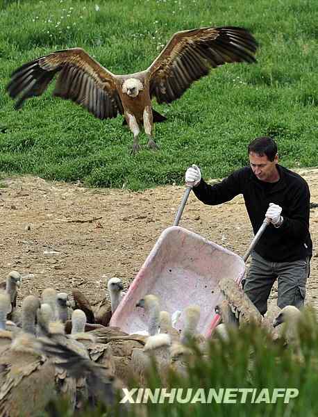 西班牙退休海员爱大鸟 二十年喂食秃鹫