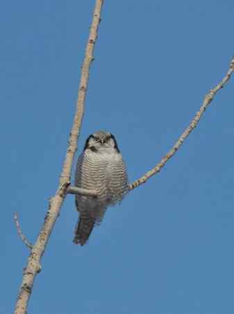 大炮对准大庆猛鸮