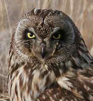 各种猫头鹰的面盘