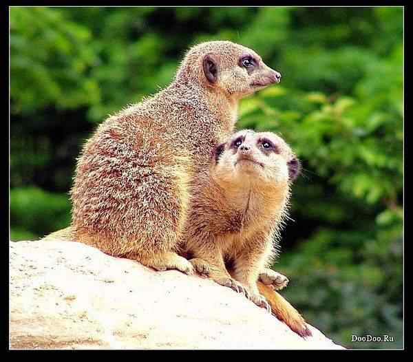 动物世界图片(上)