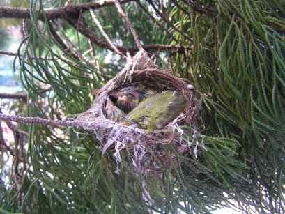 鸟巢幼鸟写真第4辑