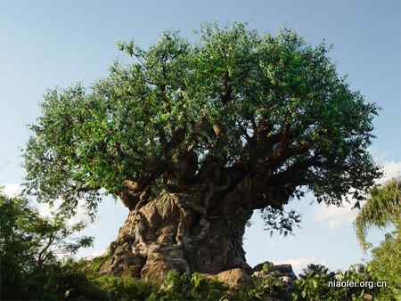 [组图]迪斯尼生命之树