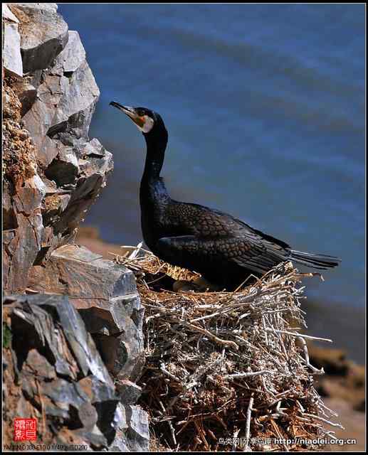 【加贝先生原创摄影】 青海湖鸟岛上的鸬鹚鸟(16p)