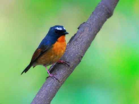 美丽无罪：雀鸟之仙鹟